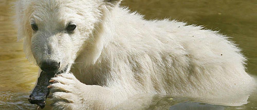 Knut badet