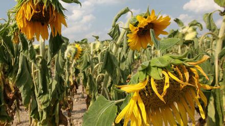Sonnenblumen