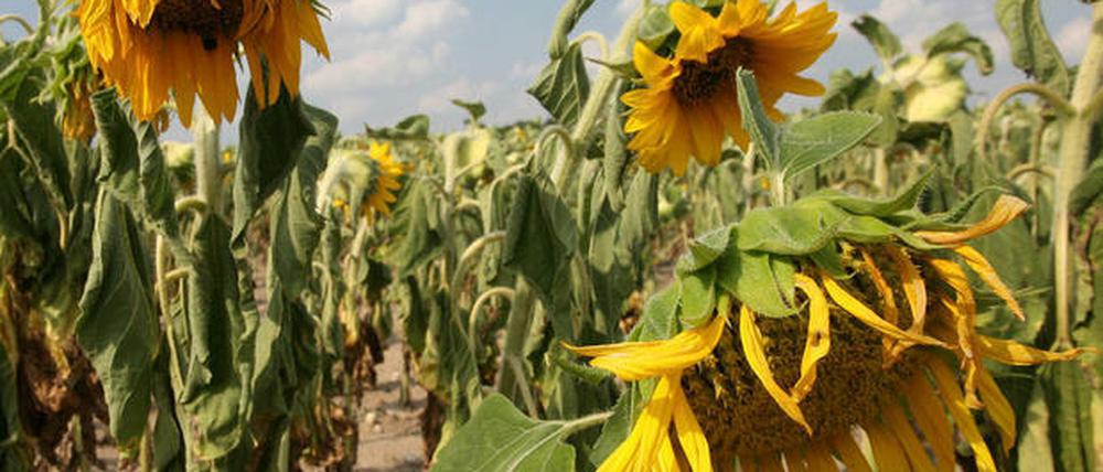 Sonnenblumen