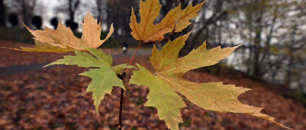Der Deutsche Wetterdienst gibt an diesem Freitag seine Bilanz für den Herbst bekannt. (Symbolbild)