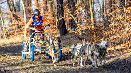 In der Lausitz begann die Schlittenhunde-Saison am vergangenen Wochenende. Bei Beelitz folgt jetzt ein Wettbewerb der schnellen Gespanne. (Archivbild)