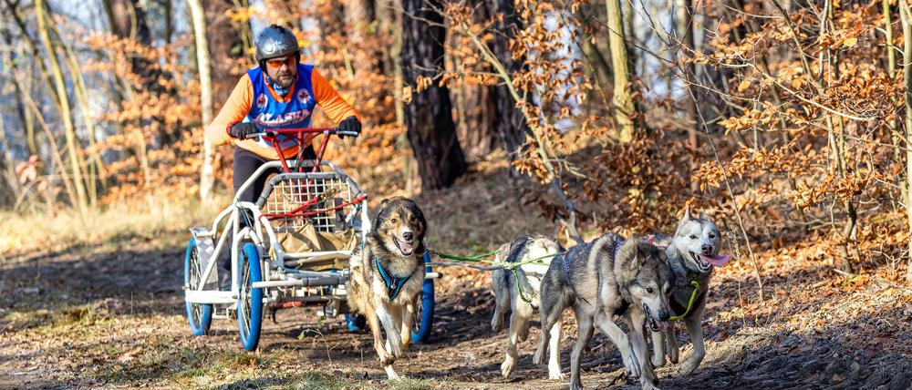 In der Lausitz begann die Schlittenhunde-Saison am vergangenen Wochenende. Bei Beelitz folgt jetzt ein Wettbewerb der schnellen Gespanne. (Archivbild)
