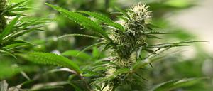 Die Blütenstände sind an Cannabis-Pflanzen zu sehen. 