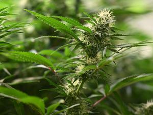 Die Blütenstände sind an Cannabis-Pflanzen zu sehen. 