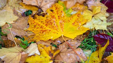 Wie war der Herbst? Nach der Berechnung des Deutschen Wetterdienstes fiel die Jahreszeit mild und sonnig aus. (Symbolbild)