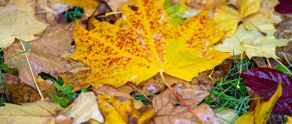 Wie war der Herbst? Nach der Berechnung des Deutschen Wetterdienstes fiel die Jahreszeit mild und sonnig aus. (Symbolbild)