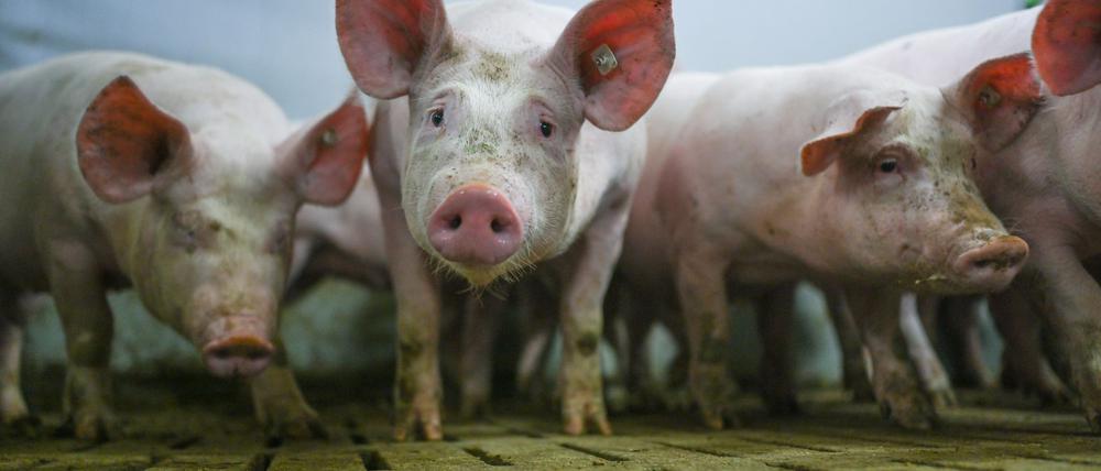 Die „Zukunftswerkstatt Schwein“ fand Einzug in die Haushaltsdebatte. (Symbolbild)