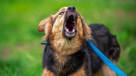 Kläffener Hund an der Leine (Symbolbild).