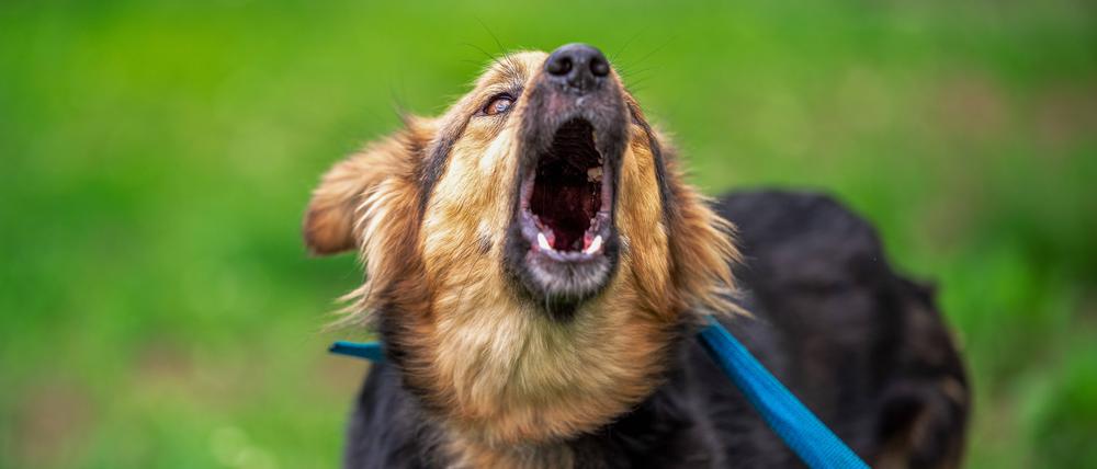 Kläffener Hund an der Leine (Symbolbild).