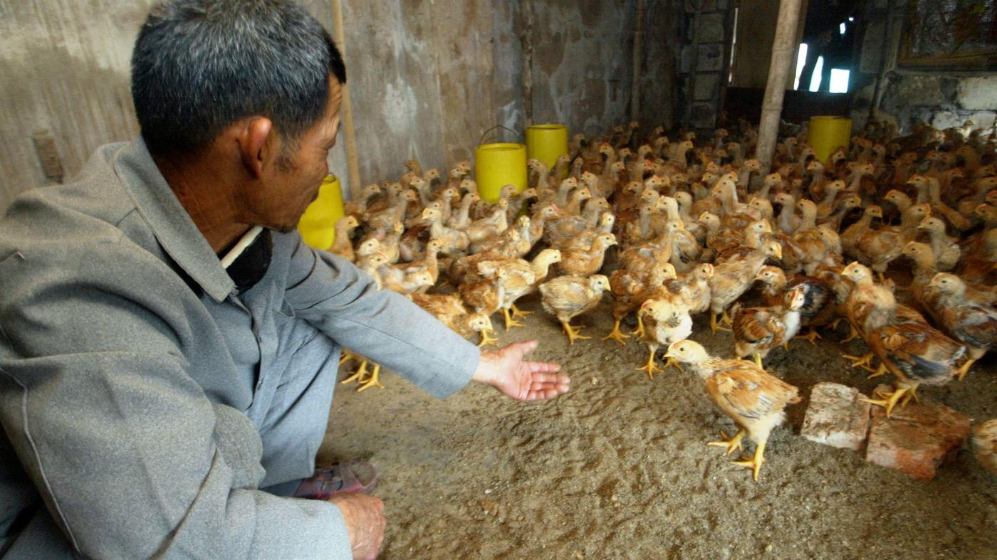 Vogelgrippe-wird-immer-gef-hrlicher-Die-Seuche-die-sich-der-Mensch-selbst-schuf