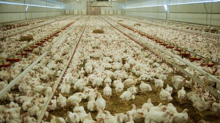 Wurmannsquick: Etwa 21.000 Hühner im Alter von etwa fünf Wochen befinden sich in einem Stall.