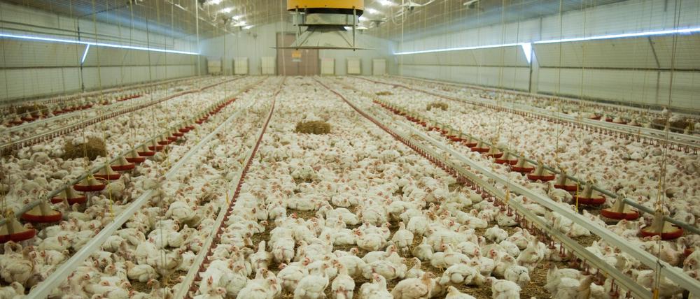Wurmannsquick: Etwa 21.000 Hühner im Alter von etwa fünf Wochen befinden sich in einem Stall.