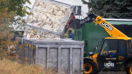 Viele tausend Enten und anderes Geflügel mussten im Oktober und November wegen der Vogelgrippe in zahlreichen Agrarbetrieben in Brandenburg getötet werden. (Archivbild)