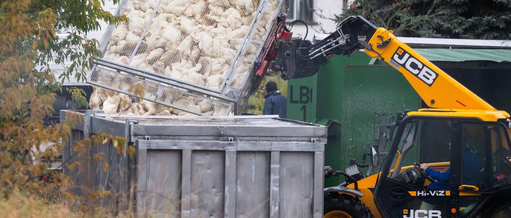 Viele tausend Enten und anderes Geflügel mussten im Oktober und November wegen der Vogelgrippe in zahlreichen Agrarbetrieben in Brandenburg getötet werden. (Archivbild)