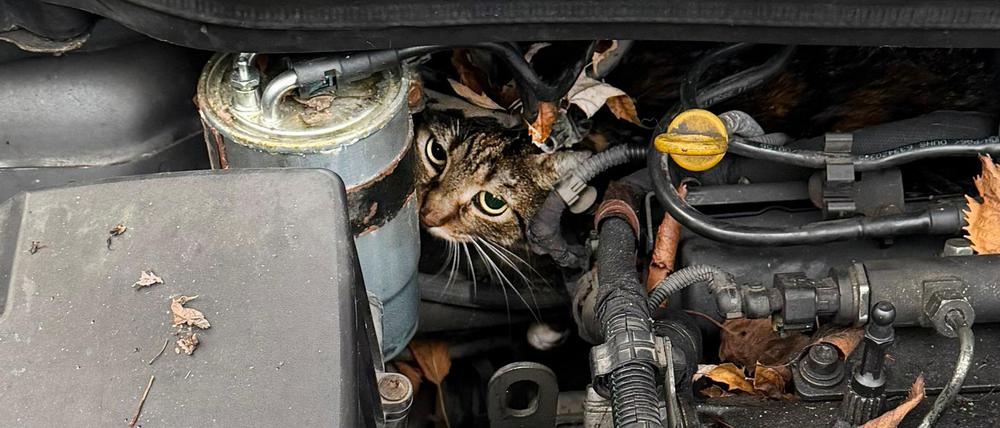 Fachleute haben den Motor so zerlegt, dass sie die Katze befreien konnten.