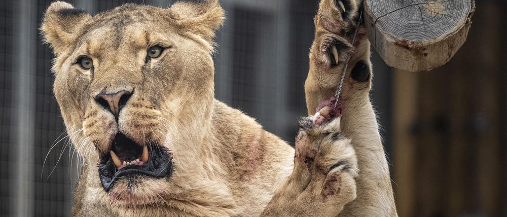 Der Eindringling kletterte rund sechs Meter über eine Mauer und an einen Baum in das Gehege hinunter. (Symbolbild) 