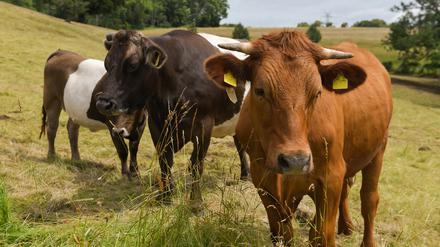 Mikroplastik im Pansen von Rindern beeinflusst das Darmmikrobiom der Tiere.