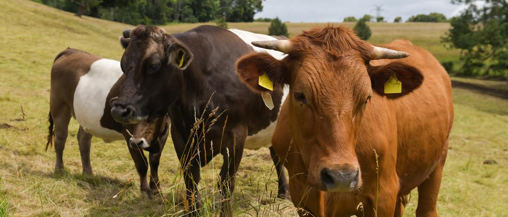 Mikroplastik im Pansen von Rindern beeinflusst das Darmmikrobiom der Tiere.