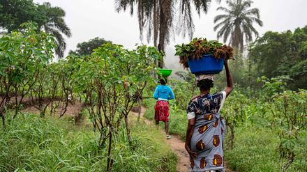 Landarbeiterinnen in der Demokratischen Republik Kongo (Symbolbild).
