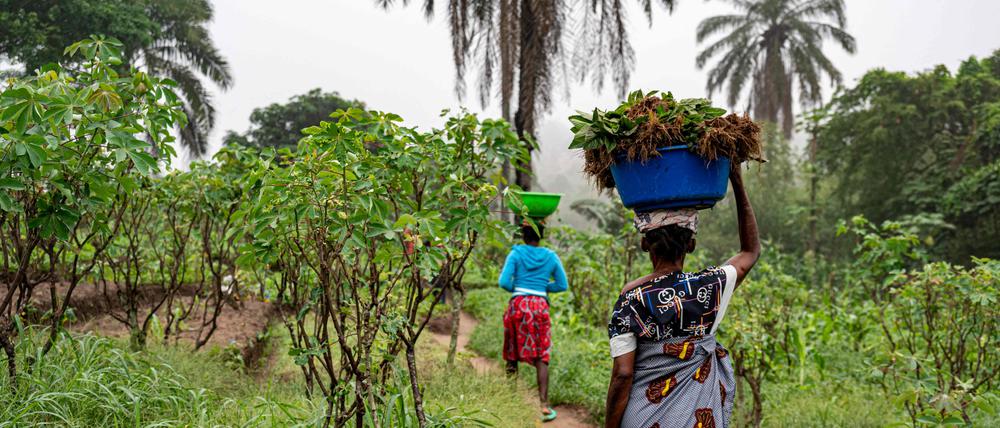 Landarbeiterinnen in der Demokratischen Republik Kongo (Symbolbild).