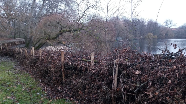 Die neue Hecke am Weißen See ist 1,25 Meter hoch.