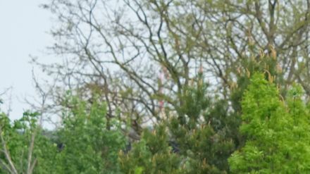 Die Hanseatische Eisenbahn GmbH betreibt auch in den kommenden drei Jahre die Linien RB73 und RB74 in der Prignitz. (Archivbild)