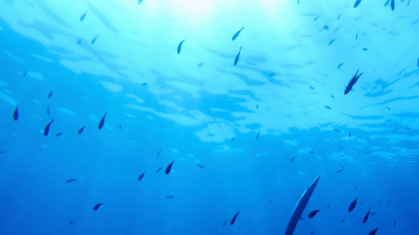 Kabinett: Deutschland will Schutzabkommen für Hochsee beitreten