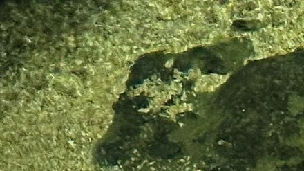 Albino-Alligator Claude lag meist regungslos auf einem beheizten Felsen oder schwamm mit Schildkröten durch sein Becken. (Archivbild)