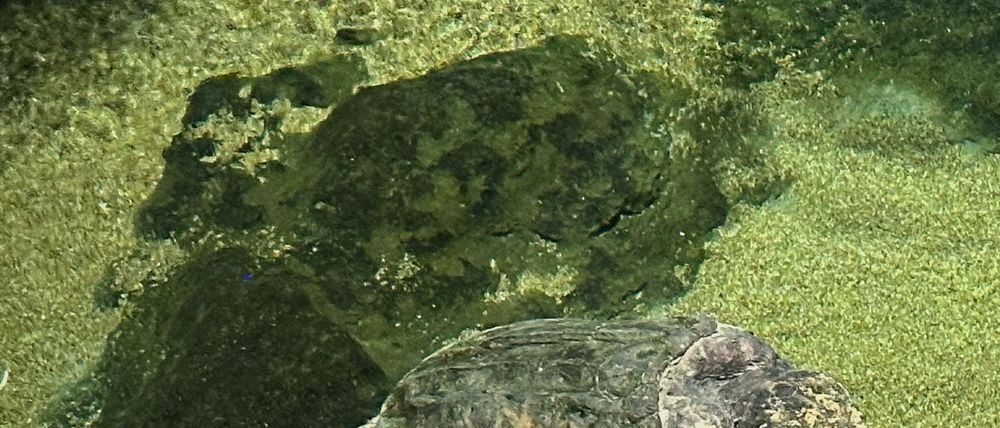 Albino-Alligator Claude lag meist regungslos auf einem beheizten Felsen oder schwamm mit Schildkröten durch sein Becken. (Archivbild)