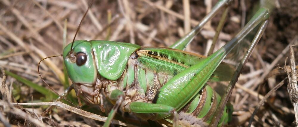 Seinen Namen erhielt der Warzenbeißer aufgrund eines alten Volksglaubens. (Foto - Handout)