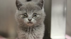 Ein Katzenbaby aus dem illegalen Welpenhandel
