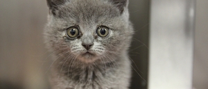 Ein Katzenbaby aus dem illegalen Welpenhandel