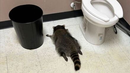 Nach seiner Spritztour war erst einmal Ausnüchterung angesagt, bevor der Waschbär zurück in die Wildnis durfte. (Handout).