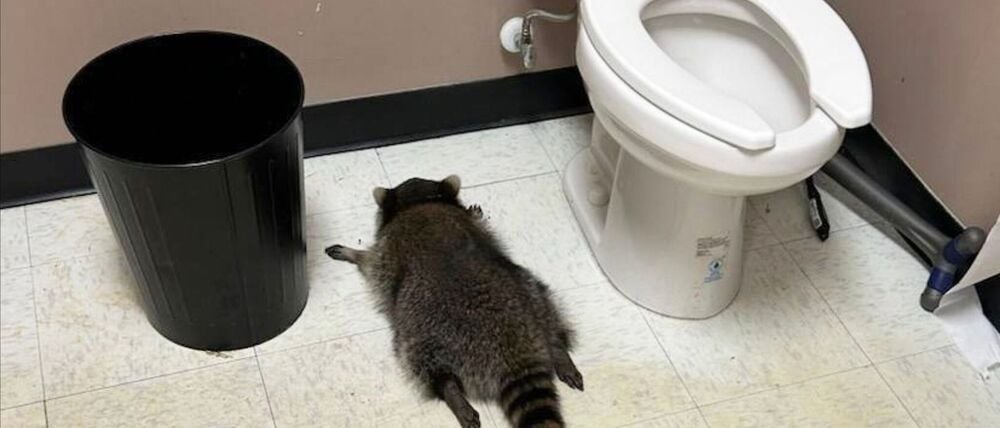 Nach seiner Spritztour war erst einmal Ausnüchterung angesagt, bevor der Waschbär zurück in die Wildnis durfte. (Handout).