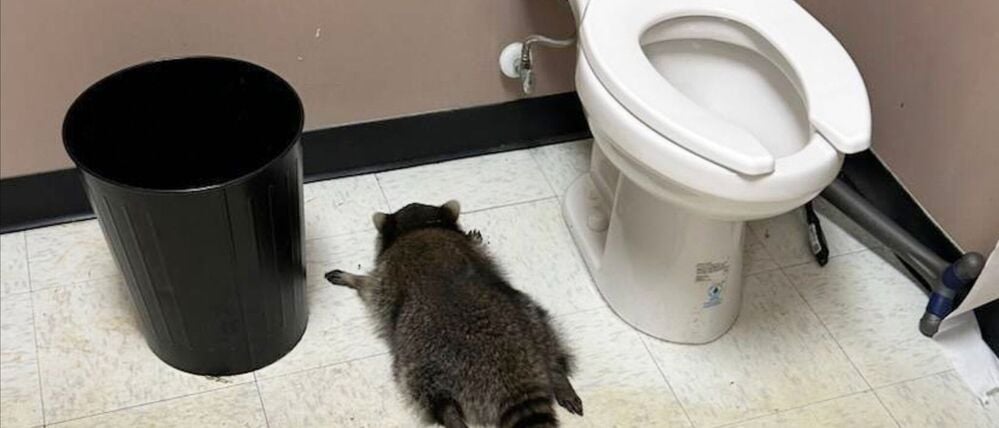 Nach seiner Spritztour war erst einmal Ausnüchterung angesagt, bevor der Waschbär zurück in die Wildnis durfte. (Handout).