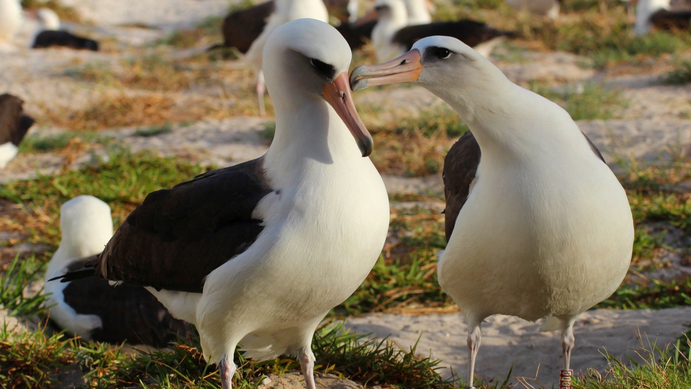 -Bekommen-Sie-erst-mal-Ihr-Verhalten-in-den-Griff-Die-Alters-Weltrekordlerin-der-Wildv-gel-br-tet-wieder