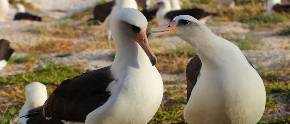 Ein schönes Paar: Wisdom (li.) zusammen mit ihrem Partner 2015.
