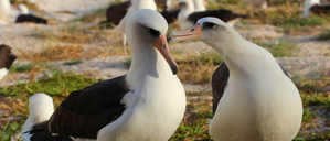Ein schönes Paar: Wisdom (li.) zusammen mit ihrem Partner 2015.