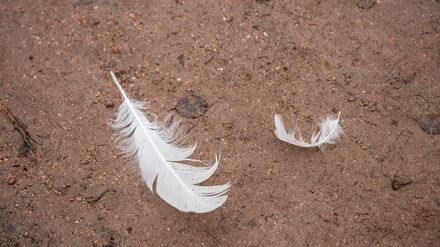 Zwei weiße Federn liegen am Boden.
