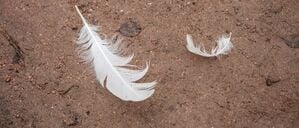 Zwei weiße Federn liegen am Boden.