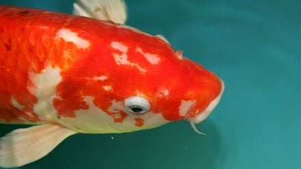 Ein Fisch im Koi-Teich.