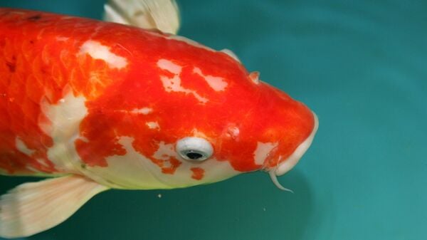 Ein Fisch im Koi-Teich.