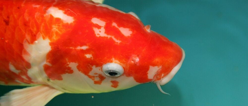 Zum Themendienst-Bericht "Tiere/Garten/Ratgeber/KORR/" von Arnd Petry vom 29. März: Nicht irgendein Zierfisch: Pro Liter Wasservolumen im Koi-Teich rechnen Experten mit einer D-Mark - und für ein Exemplar mit etwa 1000 Litern. (Archivbild vom 12.01.2007/Die Veröffentlichung ist für dpa/gms-Themendienst-Bezieher honorarfrei.) +++ +++