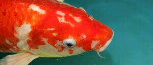 Ein Fisch im Koi-Teich.