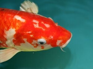 Ein Fisch im Koi-Teich.