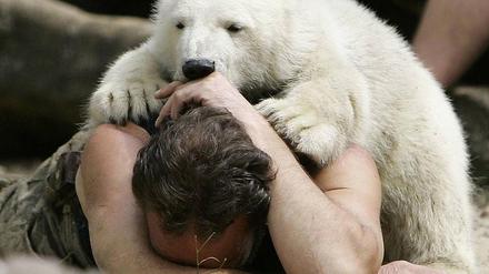 Knut