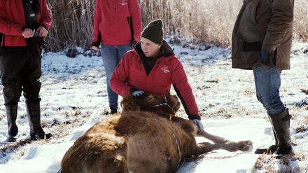 Nach etwa einem halben Jahr ist die Kuh Arielle eingefangen worden. (Handout)