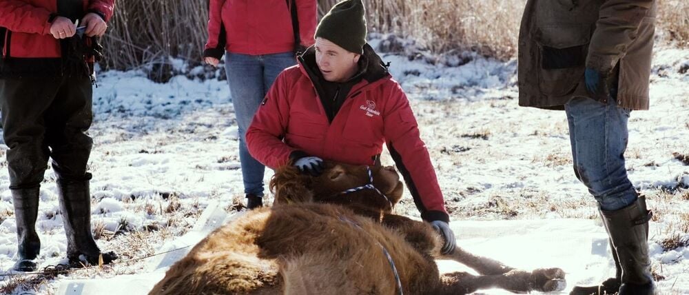 Nach etwa einem halben Jahr ist die Kuh Arielle eingefangen worden. (Handout)