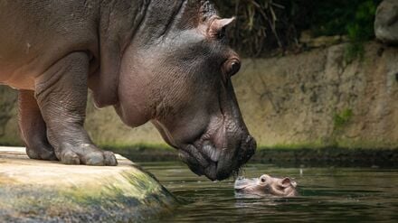 Der Zoo sucht einen Namen für das Flusspferd.