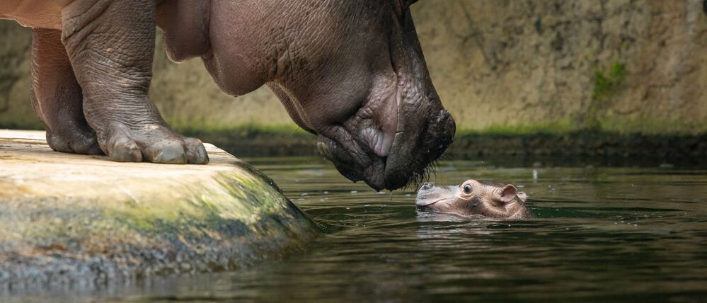Der Zoo sucht einen Namen für das Flusspferd.